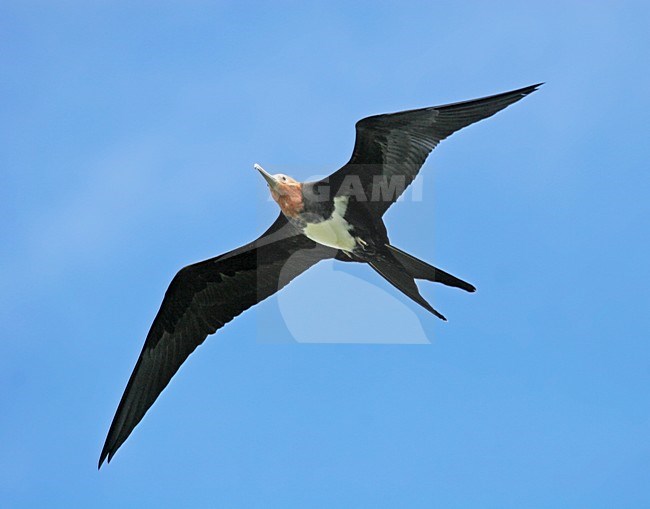 Vliegend mannetje Kleine Fregatvogel, Lesser Frigatebird male in flight stock-image by Agami/Pete Morris,