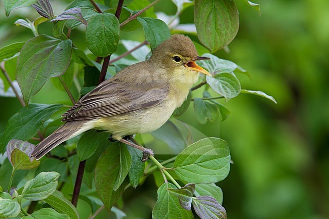 Zingende Orpheusspotvogel; Singing Melodious Warbler stock-image by Agami/Daniele Occhiato,