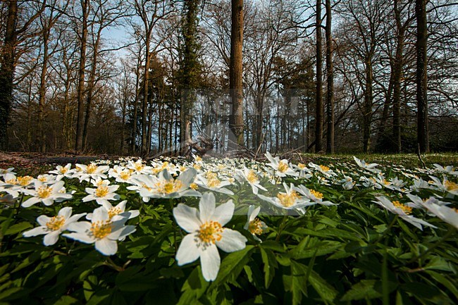 Bloeiende bosanemonen, blooming Wood Anemone stock-image by Agami/Wil Leurs,