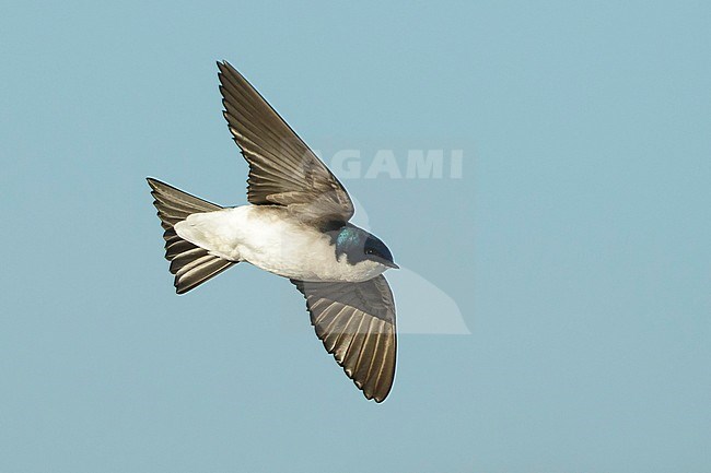 Adult male
Orange Co., CA
February 2018 stock-image by Agami/Brian E Small,