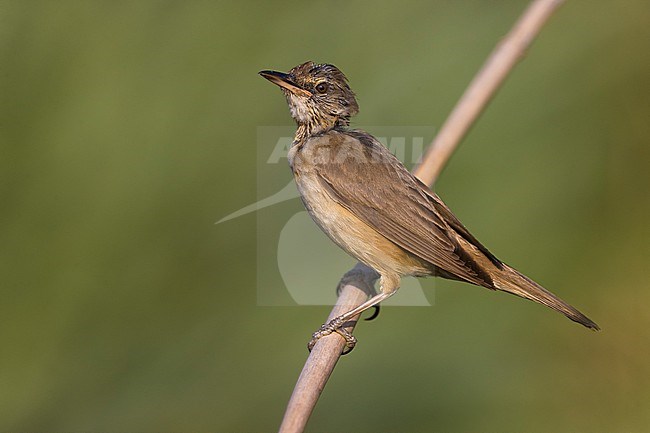 Great Reed Warbler (Acrocephalus arundinaceus) in a reedbed in Italy. Worn individual. stock-image by Agami/Daniele Occhiato,
