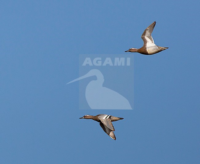 Two adult male Garganey's (Anas querquedula) flying against a blue sky during spring in The Netherlands. stock-image by Agami/Edwin Winkel,