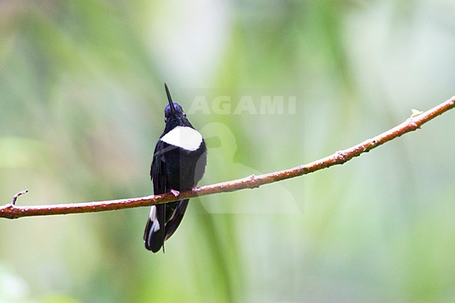 Gekraagde Incakolibrie zittend op takje; Collared Inca perched on a branch stock-image by Agami/Marc Guyt,