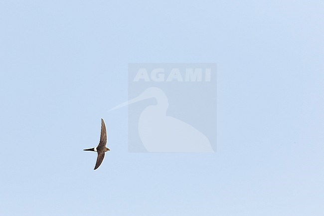 Pacific Swift - Pazifiksegler - Apus pacificus ssp. pacificus, Russia, adult stock-image by Agami/Ralph Martin,