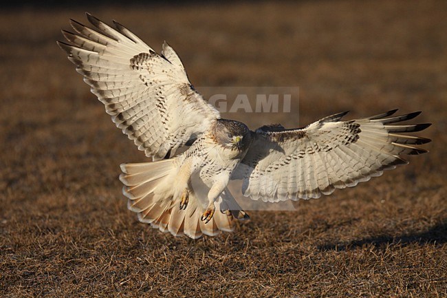 Roodstaartbuizerd landend op de grond; Red-tailed Hawk landing on the ground stock-image by Agami/Chris van Rijswijk,