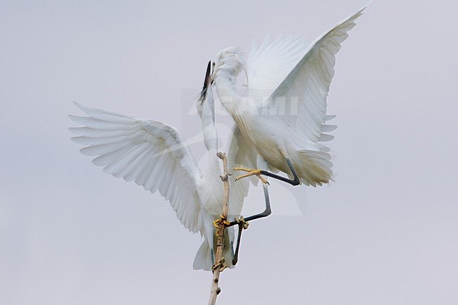 Vechtende Kleine Zilverreiger in kolonie; Little Egrets fighting in colony stock-image by Agami/Daniele Occhiato,