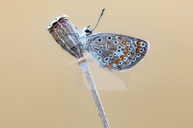 Female Southern Brown Argus stock-image by Agami/Wil Leurs,