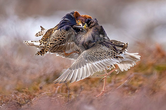 Ruff (Philomachus pugnax) in Norway. Two fighting males. stock-image by Agami/Daniele Occhiato,