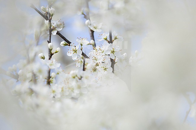Blackthorn, Prunus spinosa stock-image by Agami/Wil Leurs,
