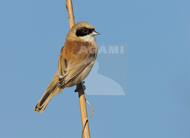 Buidelmees; Penduline Tit; Remiz pendulinus stock-image by Agami/Daniele Occhiato,