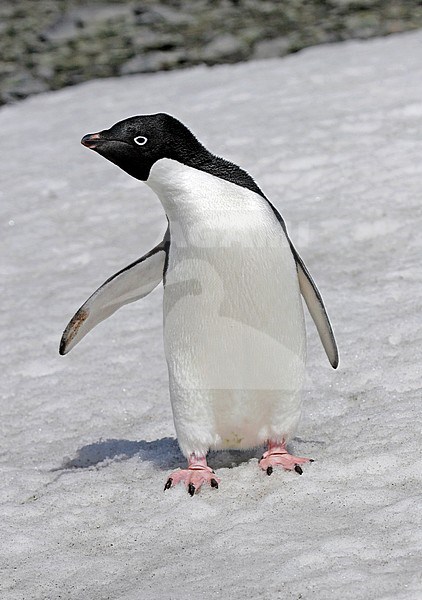 Adelie penguin (Pygoscelis adeliae) on Antarctica. Standing on the shore. stock-image by Agami/Pete Morris,