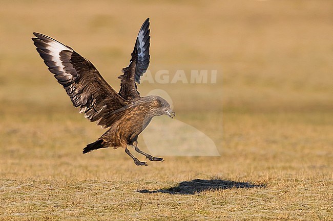 Landing adult Great Skua (Catharacta skua) in breeding habitat on the arctic tundra of Iceland during late spring. stock-image by Agami/Daniele Occhiato,