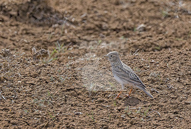 Turkestan short-toed lark (Alaudala heinei) in Turkey. stock-image by Agami/Pete Morris,