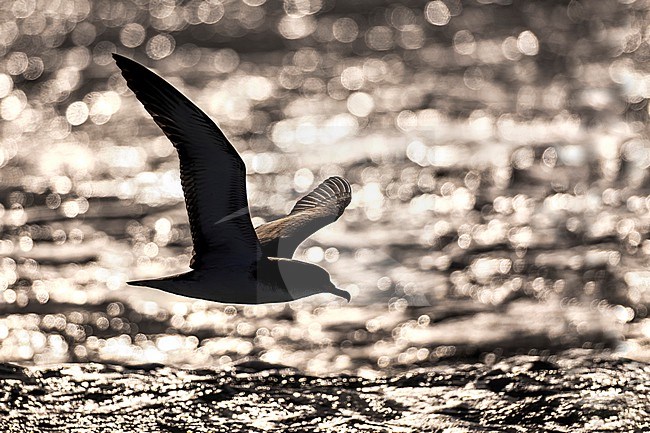 Scopoli's Shearwater, Calonectris diomedea, in Italy. stock-image by Agami/Daniele Occhiato,