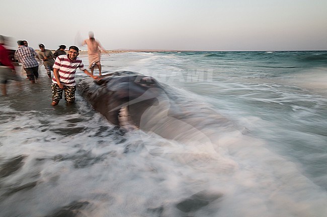 Stranded Sperm Whale - Pottwal - Physeter macrocephalus, Oman stock-image by Agami/Ralph Martin,