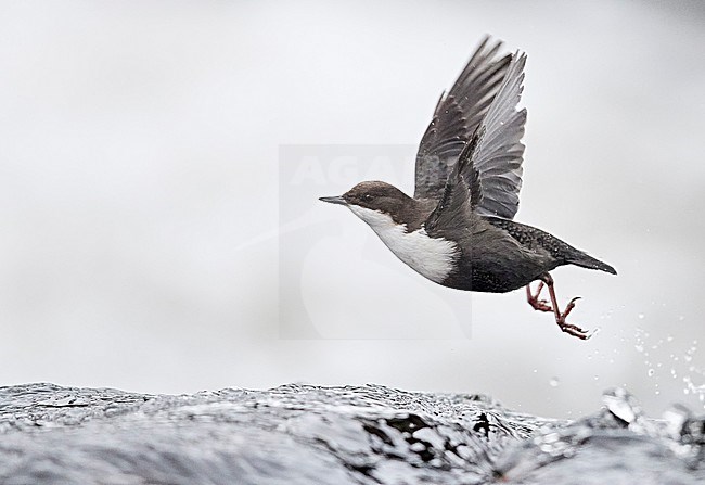 Dipper (Cinclus cinclus) Kuusamo, Finland January 2018 stock-image by Agami/Markus Varesvuo,