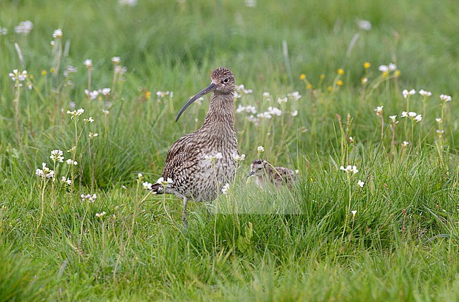 Adult Eurasian Curlew (Numenius arquata arquata) standing in a meadow together with a chick in Scania, Sweden. stock-image by Agami/Helge Sorensen,