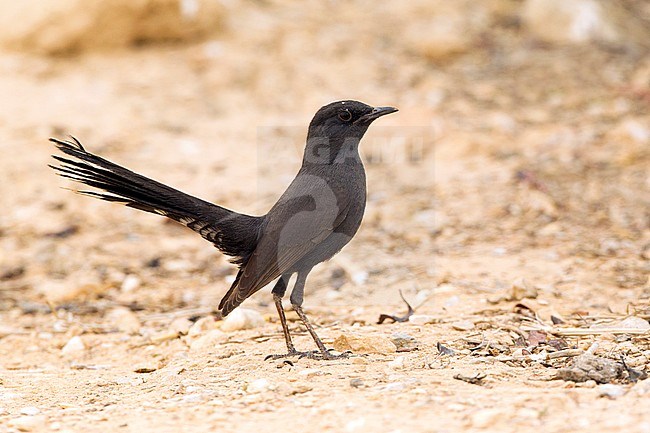 Black Scrub Robin (Cercotrichas podobe) standing on the ground at Yotvata, southern Negev desert in Israel. stock-image by Agami/David Monticelli,