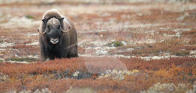 Muskusos op toendra; Muskox in tundra stock-image by Agami/Han Bouwmeester,