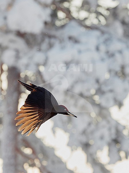 Black Woodpecker male (Dryocopus martius) Kuusamo Finland february 2018. stock-image by Agami/Markus Varesvuo,