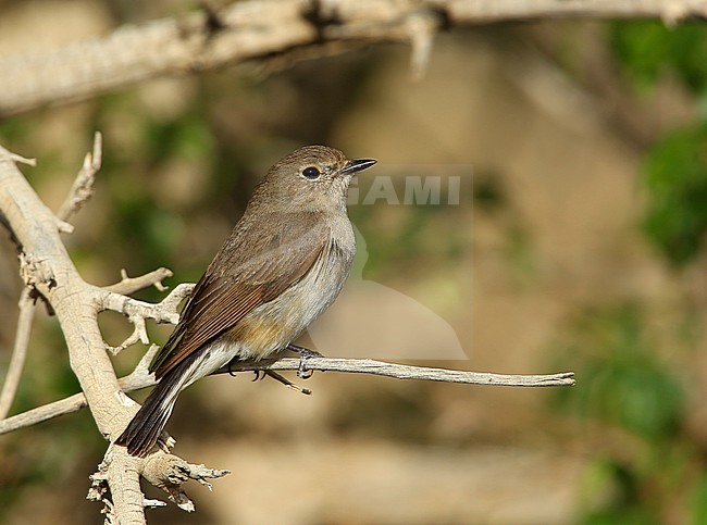 Taiga Flycatcher  25/05/2013  - Mongolia stock-image by Agami/Aurélien Audevard,