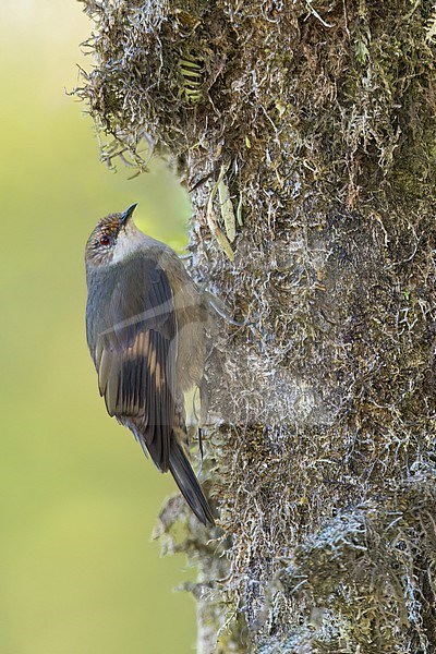 Papuan Treecreeper (Cormobates placens) Perched on the side of a trunk in Papua New Guinea stock-image by Agami/Dubi Shapiro,