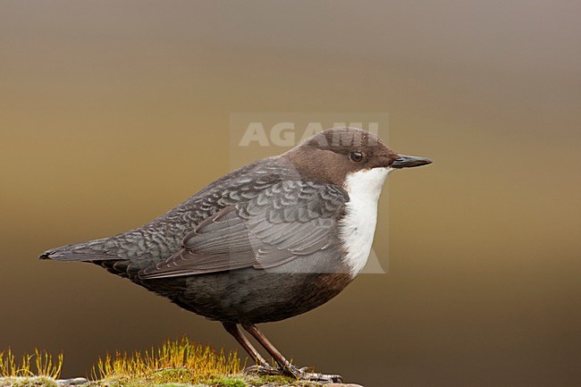 Waterspreeuw Nederland, White-throated Dipper Netherlands stock-image by Agami/Wil Leurs,