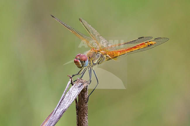 Zwervende heidelibel, Red-veined Darter stock-image by Agami/Daniele Occhiato,