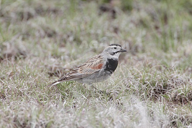 McCowns IJsgors; McCown\'s Longspur stock-image by Agami/Mike Danzenbaker,