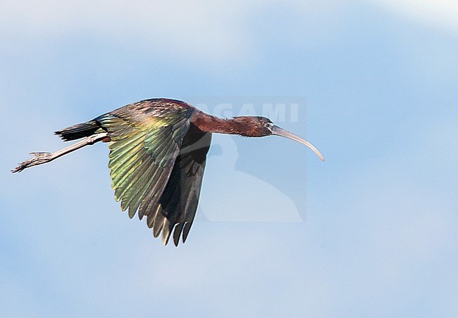 Adult Glossy Ibis (Plegadis falcinellus) on the Greek island of Lesvos during spring migration. Flying in front of distant mountain range. stock-image by Agami/Marc Guyt,