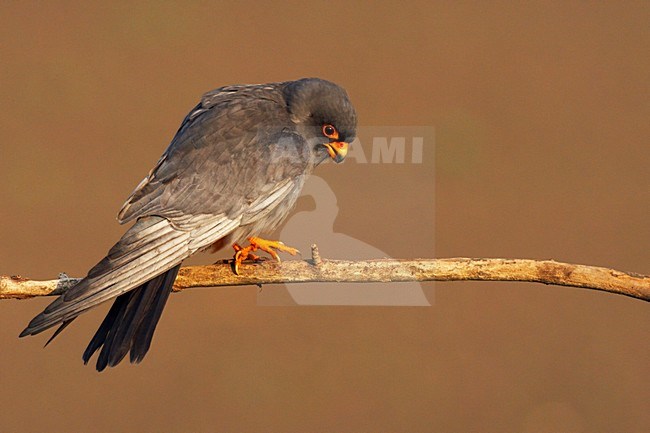 Roodpootvalk, Red-Footed Falcon, Falco vespertinus stock-image by Agami/Jari Peltomäki,