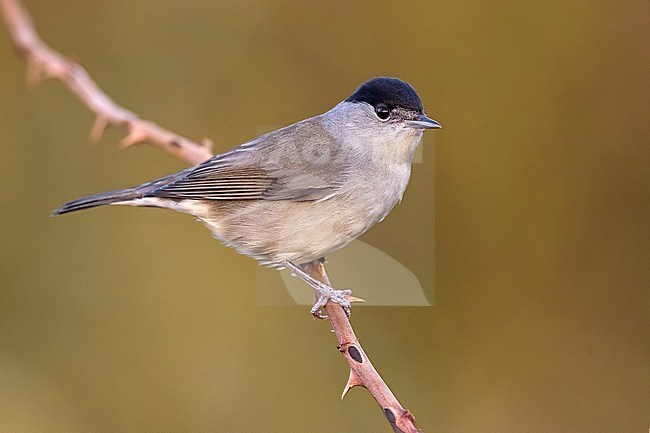 Male Blackcap (Sylvia atricapilla) in Italy. stock-image by Agami/Daniele Occhiato,