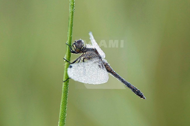 Zwarte heidelibel; Black darter; stock-image by Agami/Walter Soestbergen,