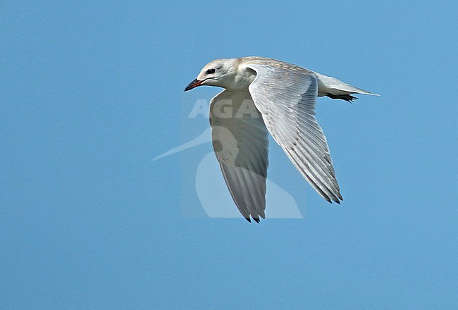 Gull-billed Tern (Gelochelidon nilotica), juvenile in flight, seen from the side, showing upperwing and underwing. stock-image by Agami/Fred Visscher,