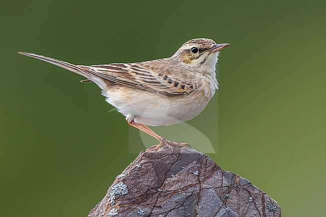 Duinpieper; Tawny Pipit stock-image by Agami/Daniele Occhiato,