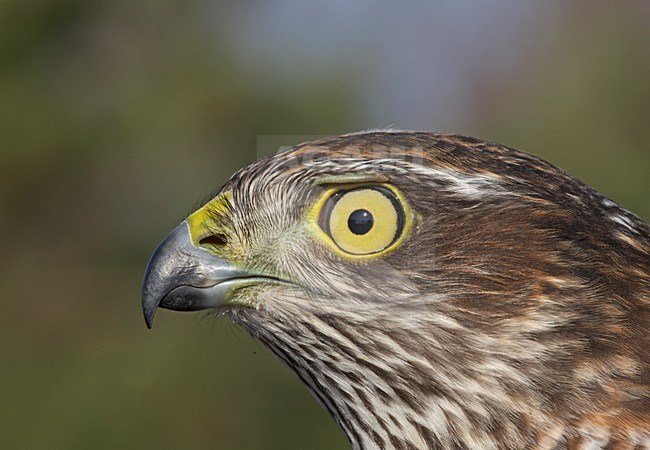 Sperwer, Eurasian Sparrowhawk, Accipiter nisus stock-image by Agami/Jari Peltomäki,