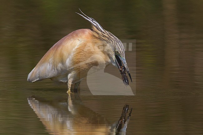 Ralreiger; Squacco Heron stock-image by Agami/Daniele Occhiato,