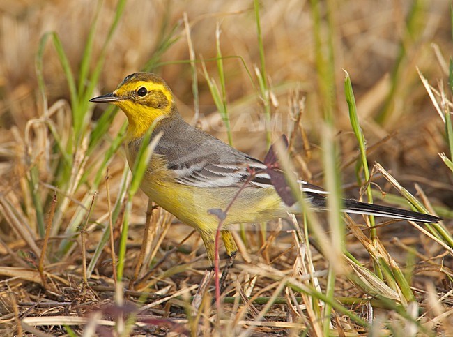 Citrine Wagtail standing; Citroenkwikstaart staand stock-image by Agami/Markus Varesvuo,