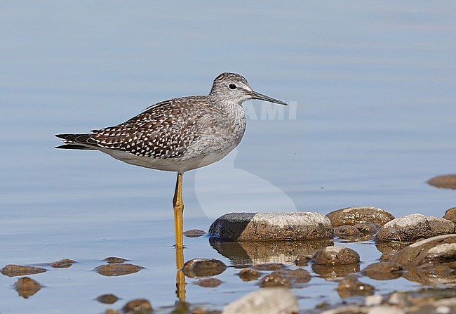 Juvenile Lesser Yellowlegs (Tringa flavipes) standing in a shallow lake in Canada. stock-image by Agami/Nils van Duivendijk,