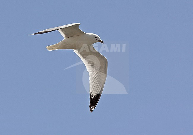 Adult Ring-billed Gull (Larus delawarensis) in flight seen from below. stock-image by Agami/Andy & Gill Swash ,