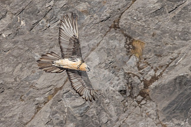 Adult  Bearded Vulture (Gypaetus barbatus) flying in front of brouwnish clifs in the swiss alps. stock-image by Agami/Marcel Burkhardt,