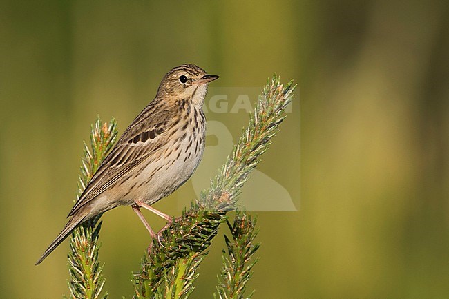 Tree Pipit - Baumpieper - Anthus trivialis ssp. trivialis, Russia stock-image by Agami/Ralph Martin,