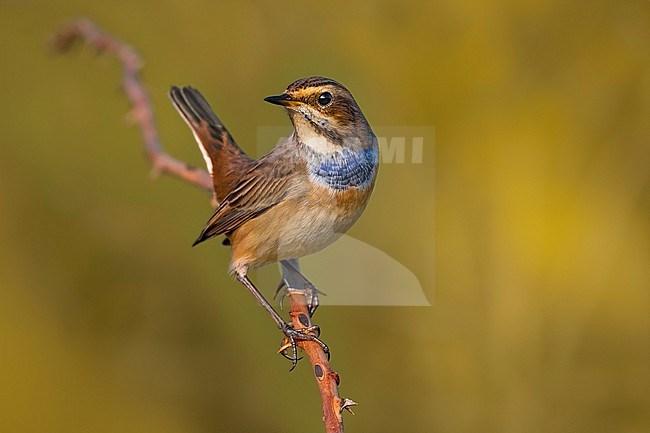 White-spotted Bluethroat (Luscinia svecica) in Italy. stock-image by Agami/Daniele Occhiato,