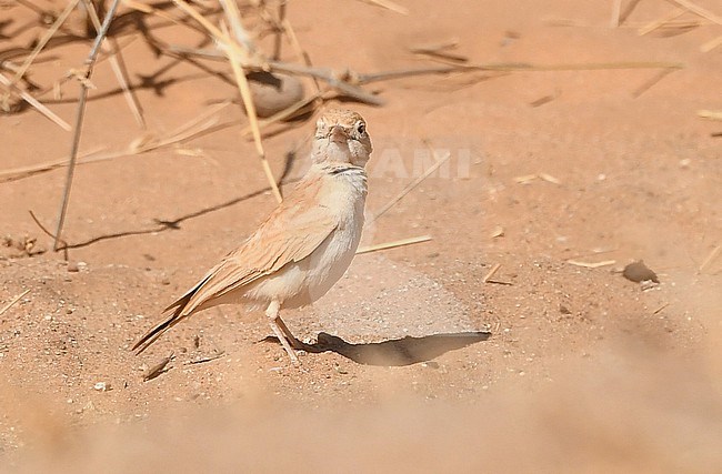 Dunn's Lark (Eremalauda dunni) lives at the open Sahara desert. stock-image by Agami/Eduard Sangster,