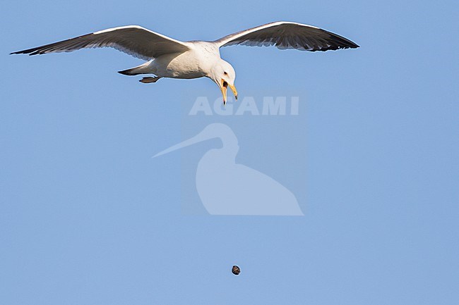 Steppe Gull - Barabamöwe - Larus barabensis, Russia (Jekaterinburg), 2nd S stock-image by Agami/Ralph Martin,