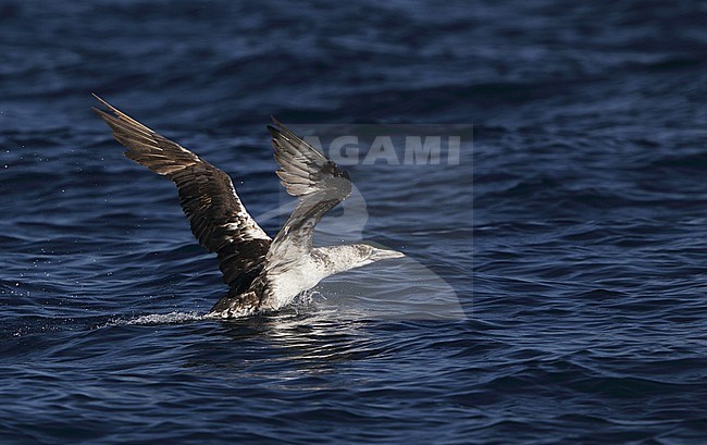 Second calender year Northern Gannet (Morus bassanus) off Fuseta, Algarve, in Portugal. Taking off from the Atlantic ocean. stock-image by Agami/Helge Sorensen,