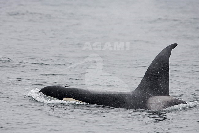 Orka aan het oppervlak; Killer Whale at the surface stock-image by Agami/Martijn Verdoes,