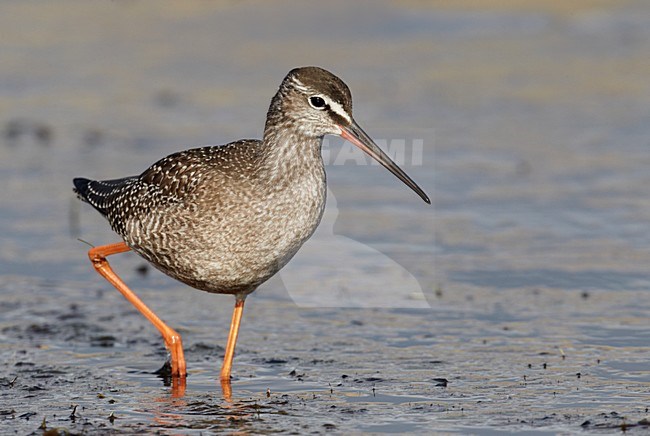 Juveniele Zwarte Ruiter; Juvenile Spotted Redshank stock-image by Agami/Markus Varesvuo,