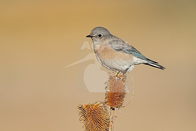 Adult female
Santa Barbara Co., CA
November 2022 stock-image by Agami/Brian E Small,