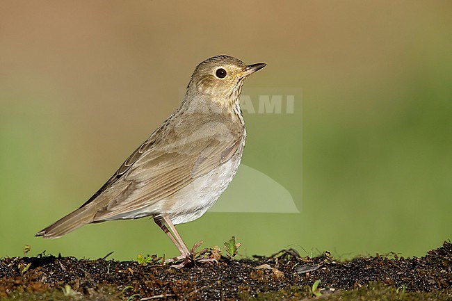 Swainson's Thrush (Catharus ustulatus)  in Galveston County, Texas, United States, during spring migration. stock-image by Agami/Brian E Small,